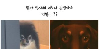 I Feel Like You Can Tell V & Jungkook’s Personality Difference By Looking At Their Pets BTS Dogs