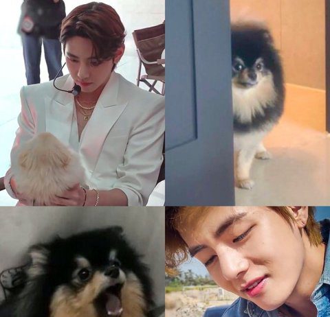 BTS V Is So Mean BTS Taehyung and His Dog Tannie