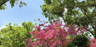 Wow BLACKPINK Jisoo’s Beauty These Days is Insane